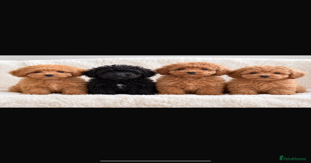Puppies for sale in Kent | Pets4Homes