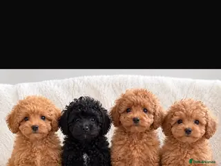 Poodle dogs Toy poodle x Asian poodle only 1 little boy left - Advert 1