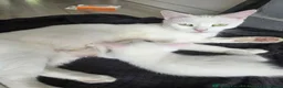 Ragdoll cats for sale: Beautiful White Ragdoll Kittens in Birmingham - Advert 1