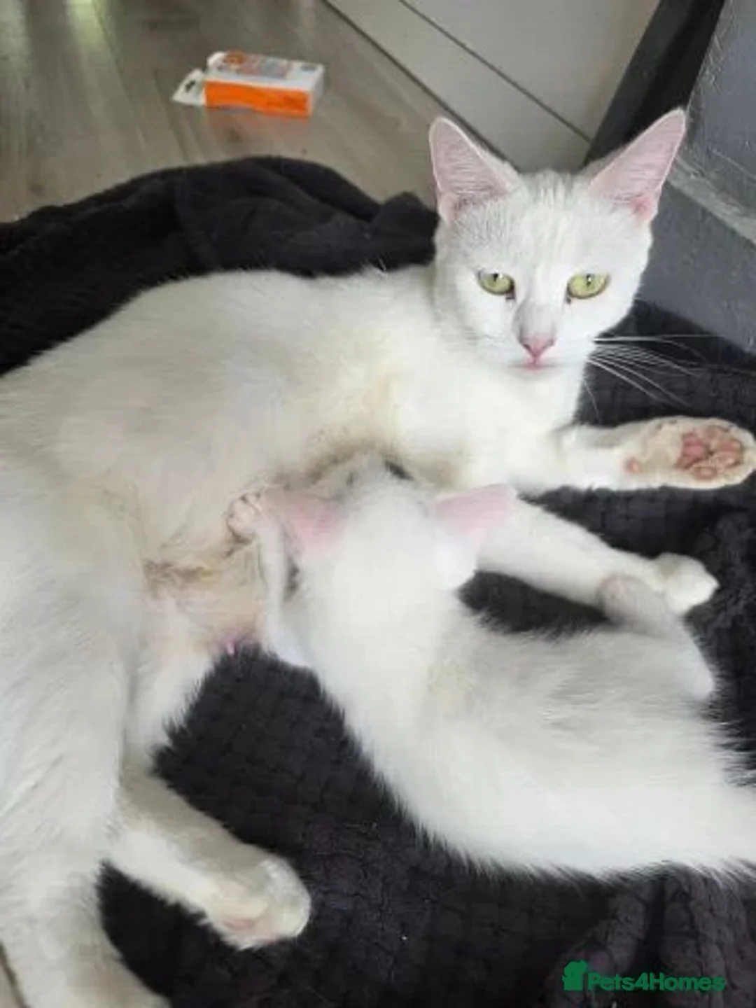Ragdoll cats for sale: Beautiful White Ragdoll Kittens in Birmingham - Advert 1