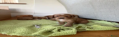 Cocker Spaniel 1