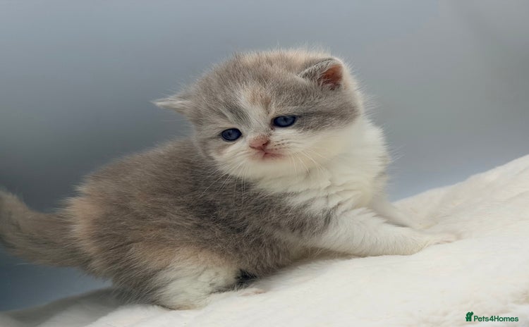 British Shorthair cats - Advert 1