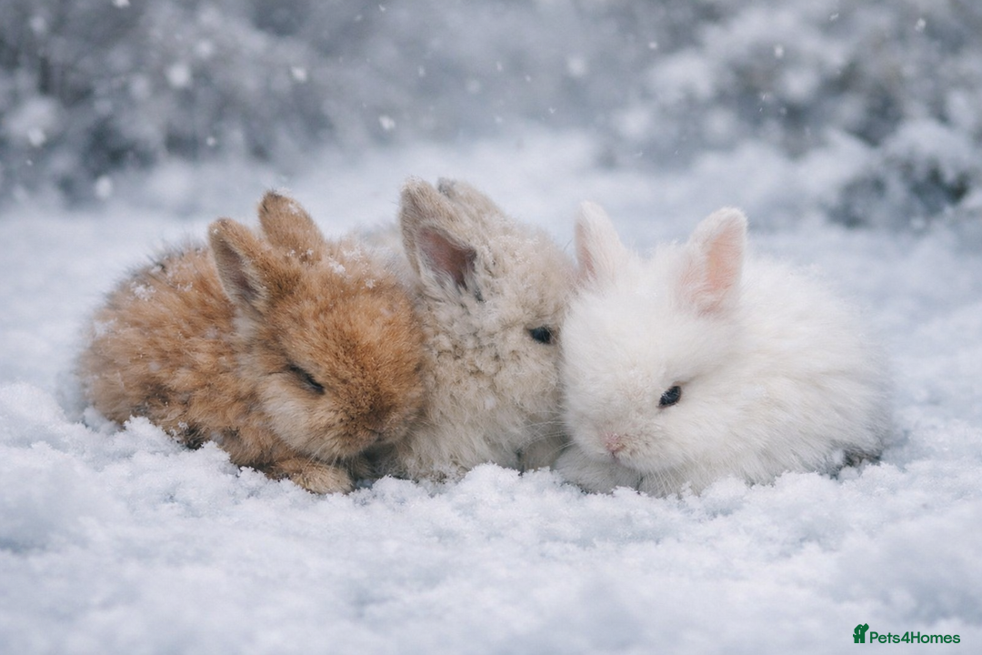 Lionhead rabbits for sale: Lionhead  - Advert 2