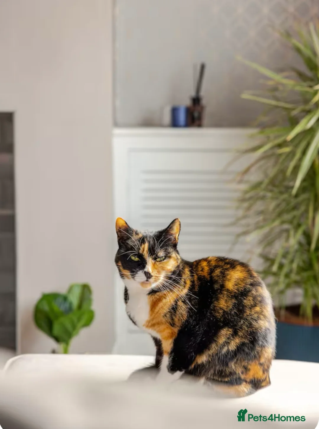 Mixed Breed cats for sale: Loving home for Mum & Son - Advert 2