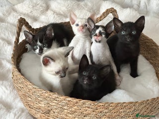 Cornish Rex cats for sale: ✨ Beautiful Kittens Ready for Reservation ✨ - Advert 2