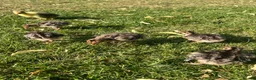 Turkeys poultry for sale: *PRE ORDER* American Turkey poults! - Advert 5