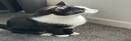 Domestic Shorthair cats for sale: Beautiful 2 year old tuxedo male - Advert 5