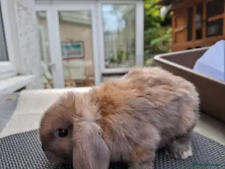 Mini Lop rabbits Mini Lops and Mini Lion Lops - Advert 1