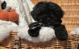 Shihpoo dogs for sale: Absolutely stunning Shihpoo pups ready now ❤️ - Image 7