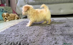 Maltipoo dogs for sale: Outstanding F1 Maltipoo Puppies - Image 6