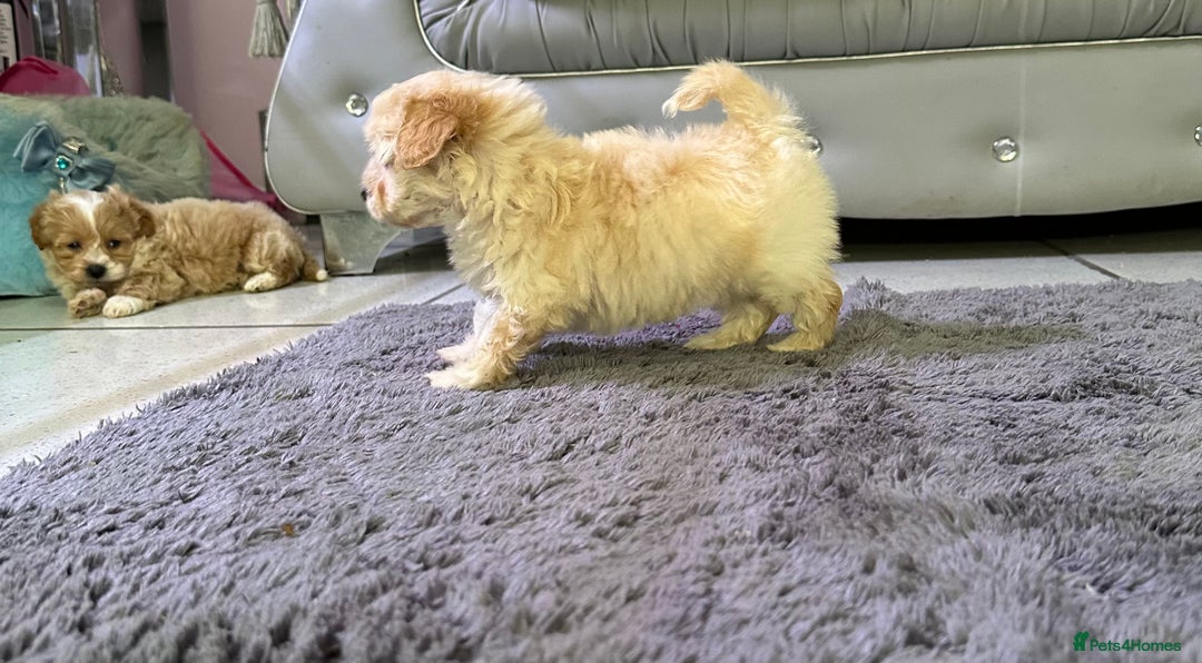 Maltipoo dogs for sale: Outstanding F1 Maltipoo Puppies - Image 6