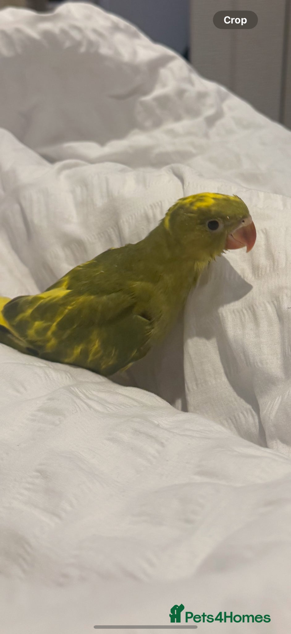 Parrots birds 1 month- hand tamed Indian ring neck-cuddles-rare  - Advert 24