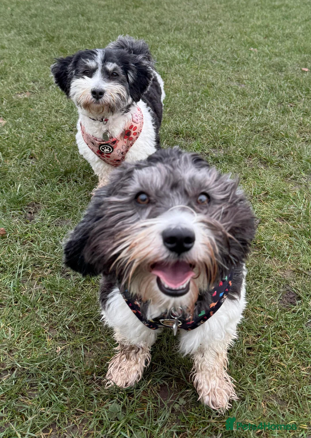 Havanese dogs for sale: Stunning KC registered Havanese puppies - Advert 6
