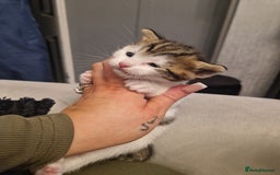 British Shorthair cats for sale: Two females  - Image 2