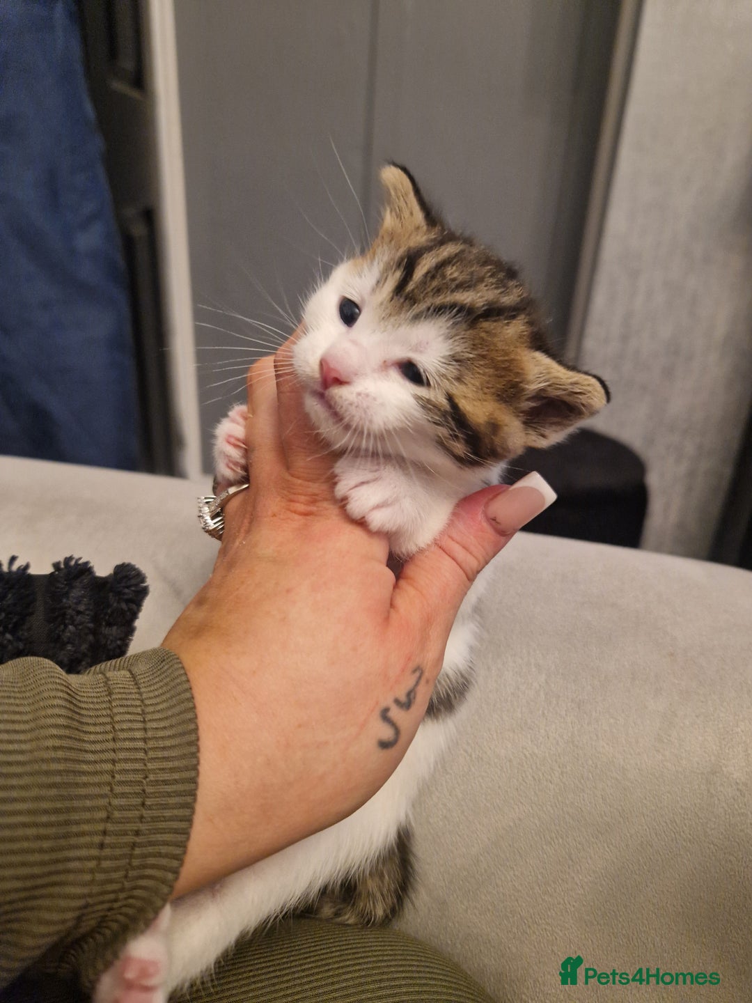 British Shorthair cats for sale: Two females  - Image 2
