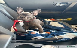 French Bulldog dogs for sale: 1 KC REG BOY LEFT 🩵🩵🩵 READY TO GO 🩵 in Basildon - Image 2