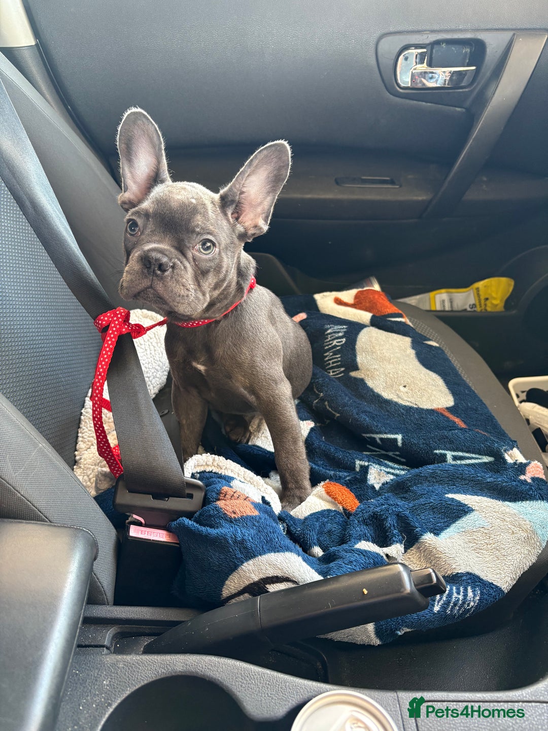 French Bulldog dogs for sale: 1 KC REG BOY LEFT 🩵🩵🩵 READY TO GO 🩵 in Basildon - Image 2