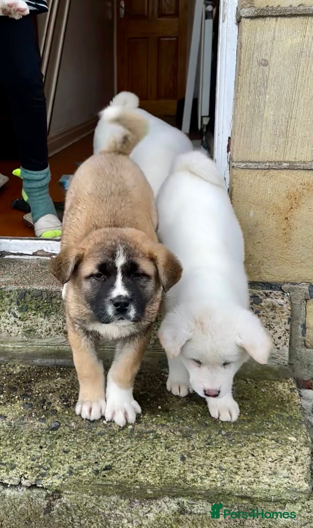 Staffordshire Bull Terrier Japanese Akita Cross American Akita Akita Cross  Staffy Puppy Shop