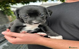 Mixed Breed dogs for sale: Mix breed puppies - Image 3