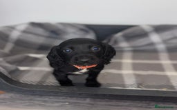 Cocker Spaniel dogs for sale: Adorable Cocker Spaniel  - Image 14