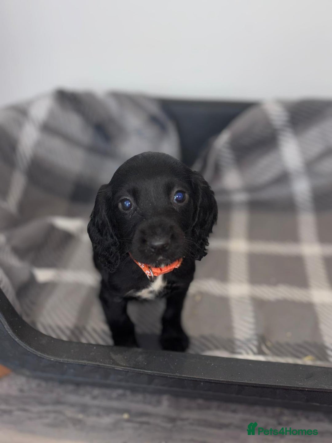 Cocker Spaniel dogs for sale: Adorable Cocker Spaniel  - Image 14