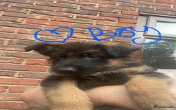 German Shepherd dogs for sale: German Shepherd pups KCRegistered/hip&elbow scored - Image 11