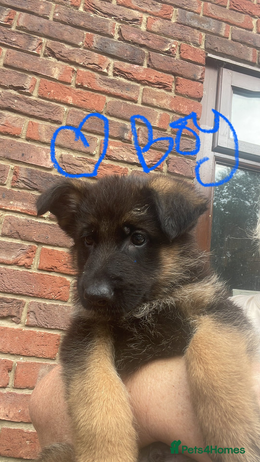 German Shepherd dogs for sale: German Shepherd pups KCRegistered/hip&elbow scored - Image 11