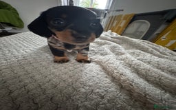 Dachshund dogs for sale: 8 dachshund puppies  - Image 14