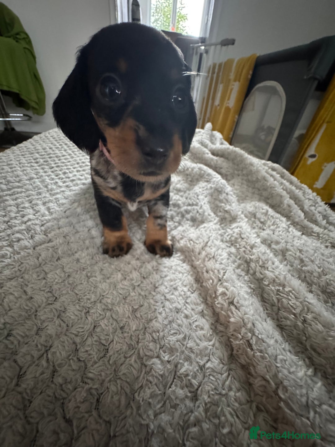 Dachshund dogs for sale: 8 dachshund puppies  - Image 14