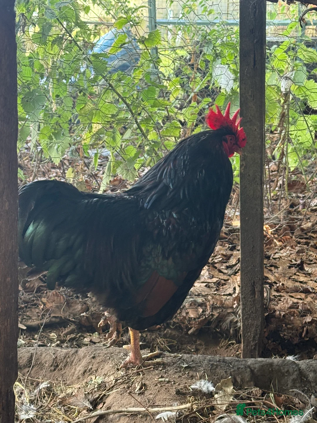 Chickens poultry for sale: Trio of double laced barnevelders - Advert 11