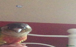 Conures birds for sale: Green Cheek Conure - Image 7