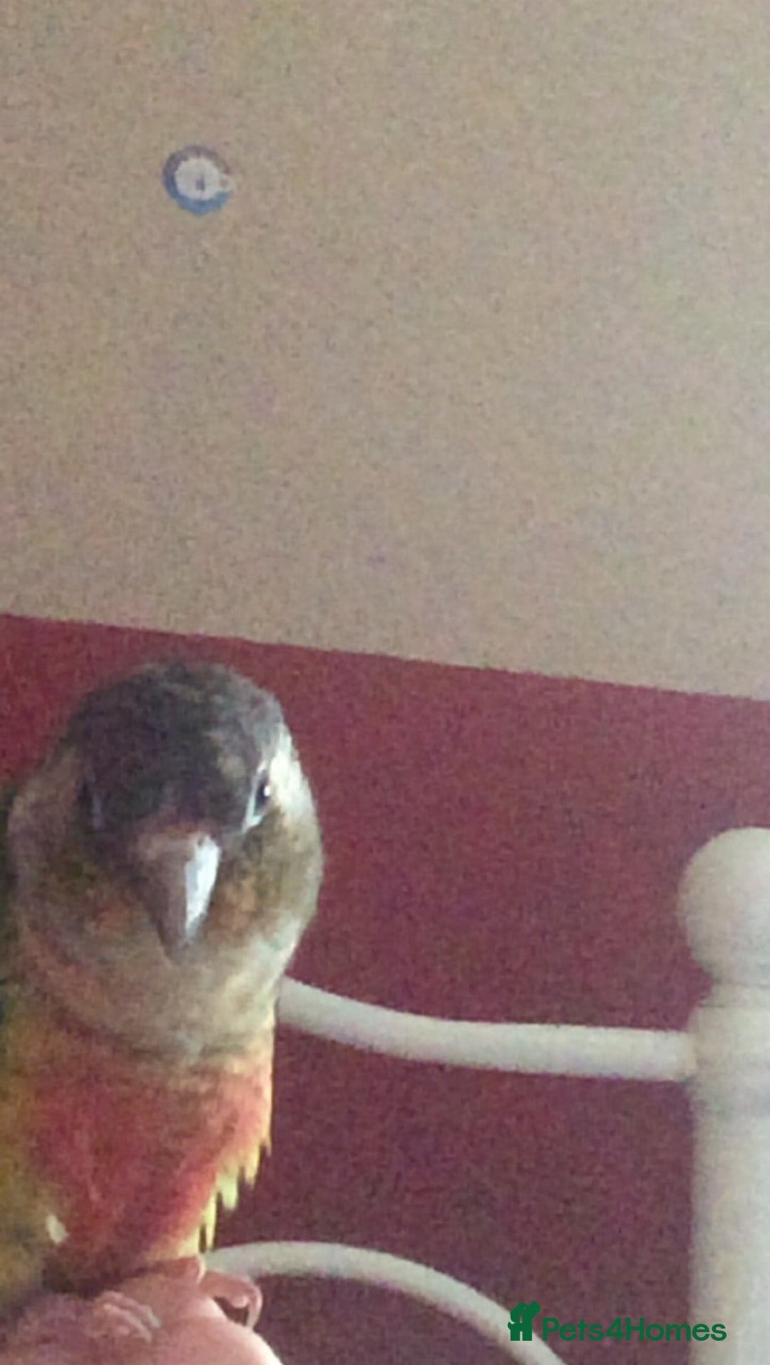 Conures birds for sale: Green Cheek Conure - Image 7