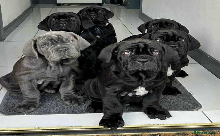 Mastiff dogs Mastiff puppies (Neapolitan) - Advert 2