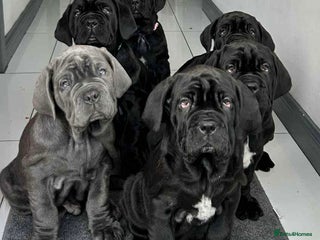 Mastiff dogs Mastiff puppies (Neapolitan) - Advert 6