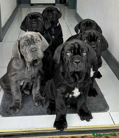 Mastiff dogs Mastiff puppies (Neapolitan) - Advert 2