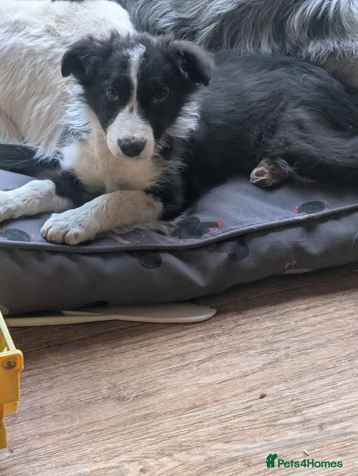 Border Collie dogs Black and white female pup  - Advert 16