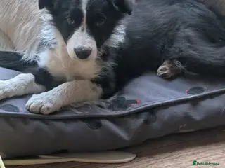 Border Collie dogs Black and white female pup - Advert 16