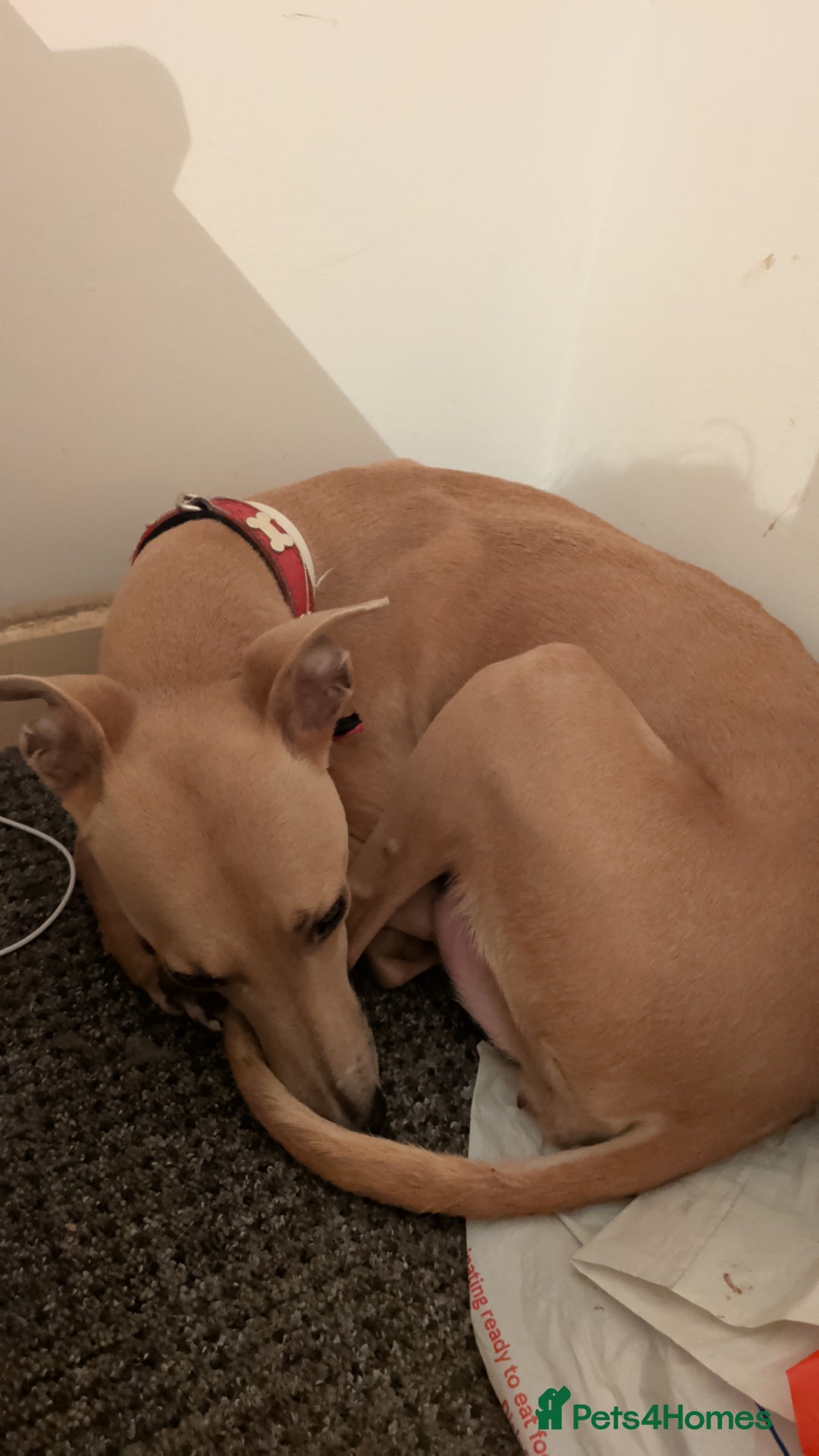 Mixed Breed dogs for sale: Whippet, saluki, pharoe hound puppies - Advert 7