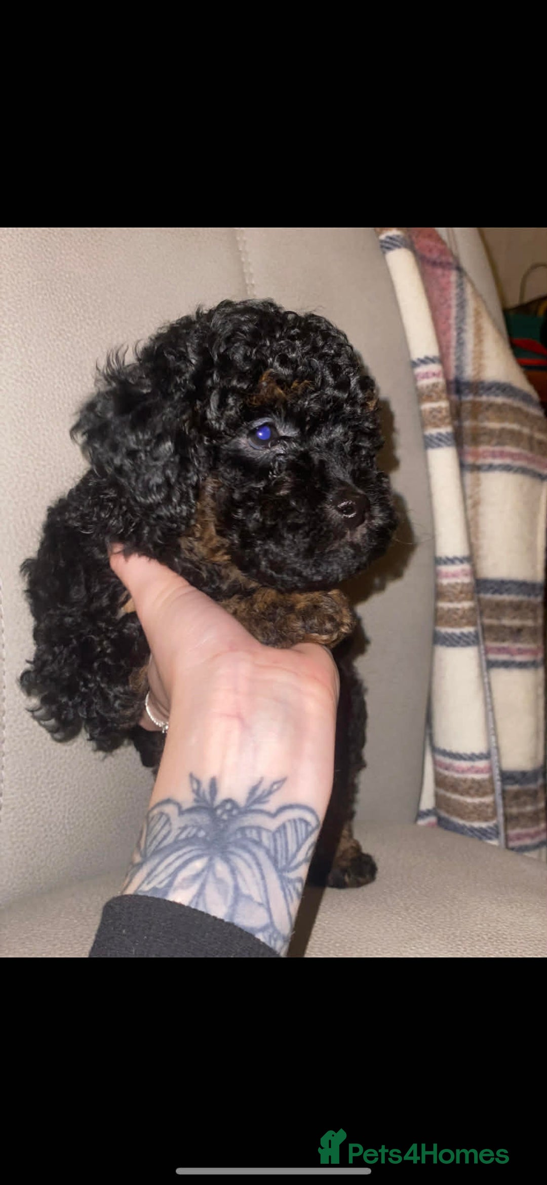 Toy Poodle dogs for sale: One Kc phantom toy poodle left- ready now!  - Advert 36