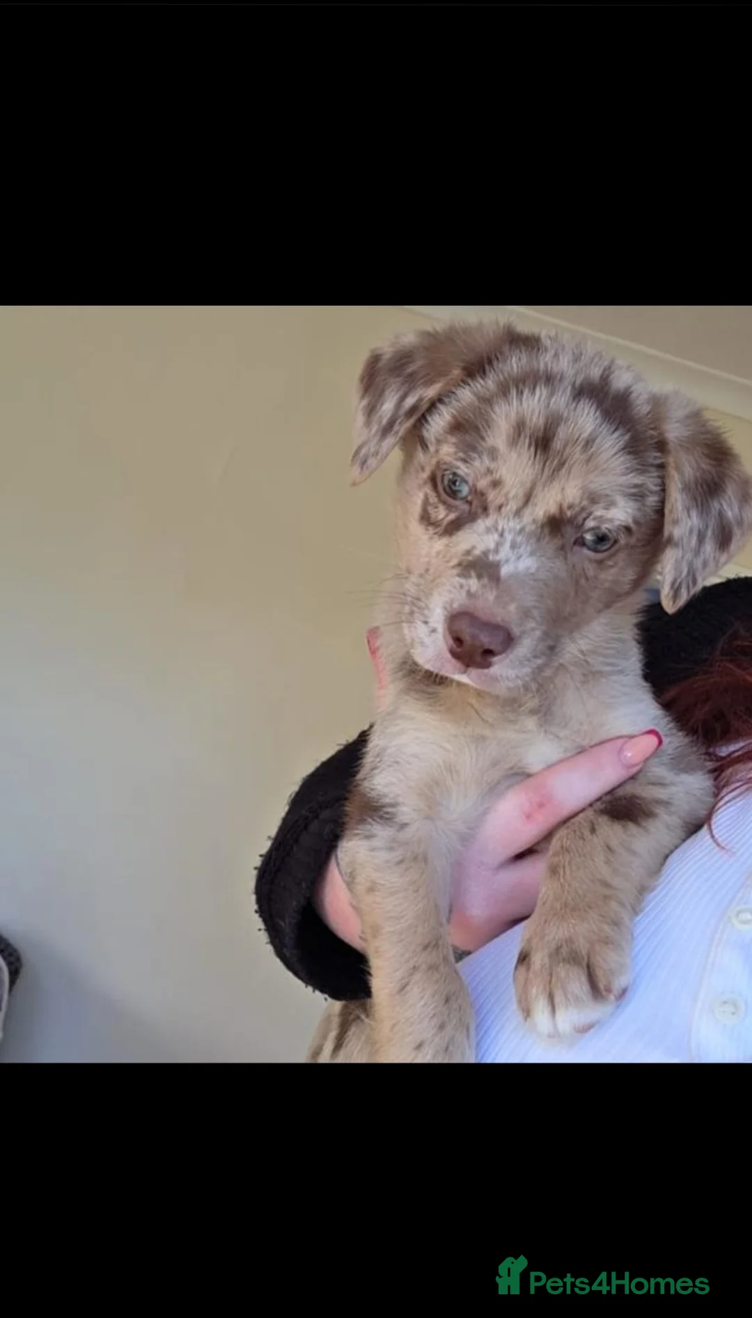 Mixed Breed dogs for sale: Collie cross lab - Advert 3