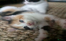 Mixed Breed cats for sale: Gorgeous fluffy kittens - Image 8