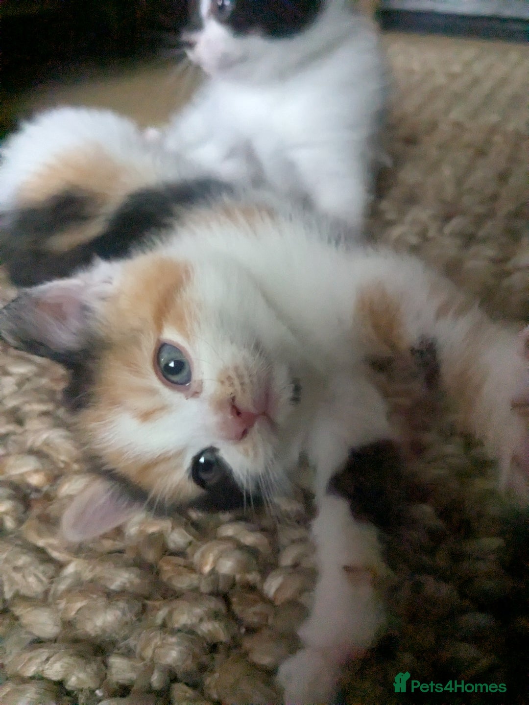 Mixed Breed cats for sale: Gorgeous fluffy kittens - Image 8
