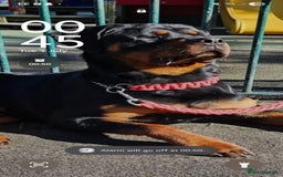 Rottweiler dogs for sale: Absolutely gorgeous rottweiler puppies - Image 11