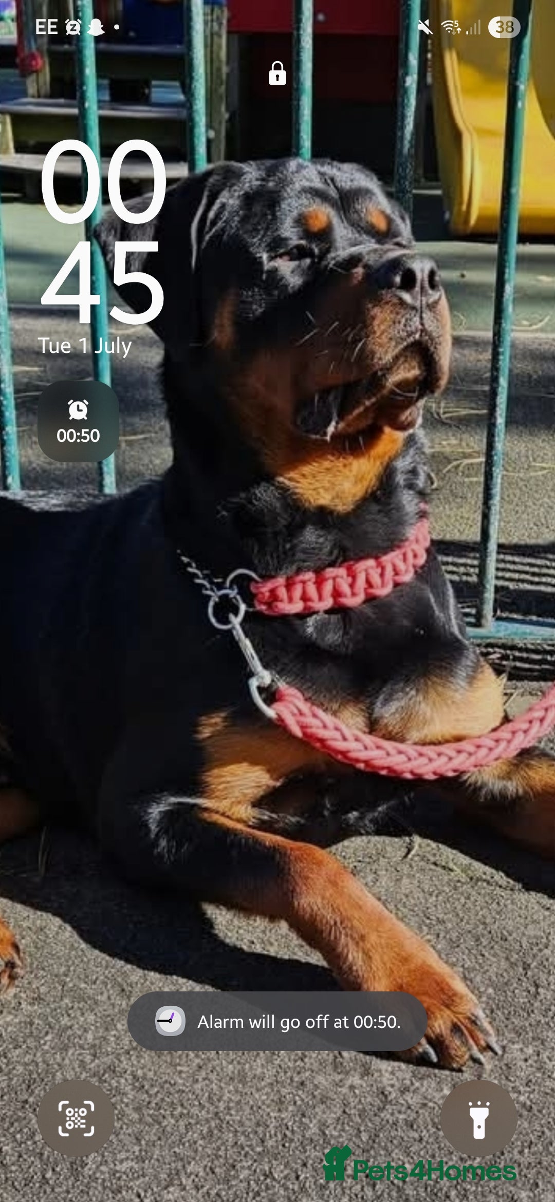 Rottweiler dogs for sale: Absolutely gorgeous rottweiler puppies - Image 11