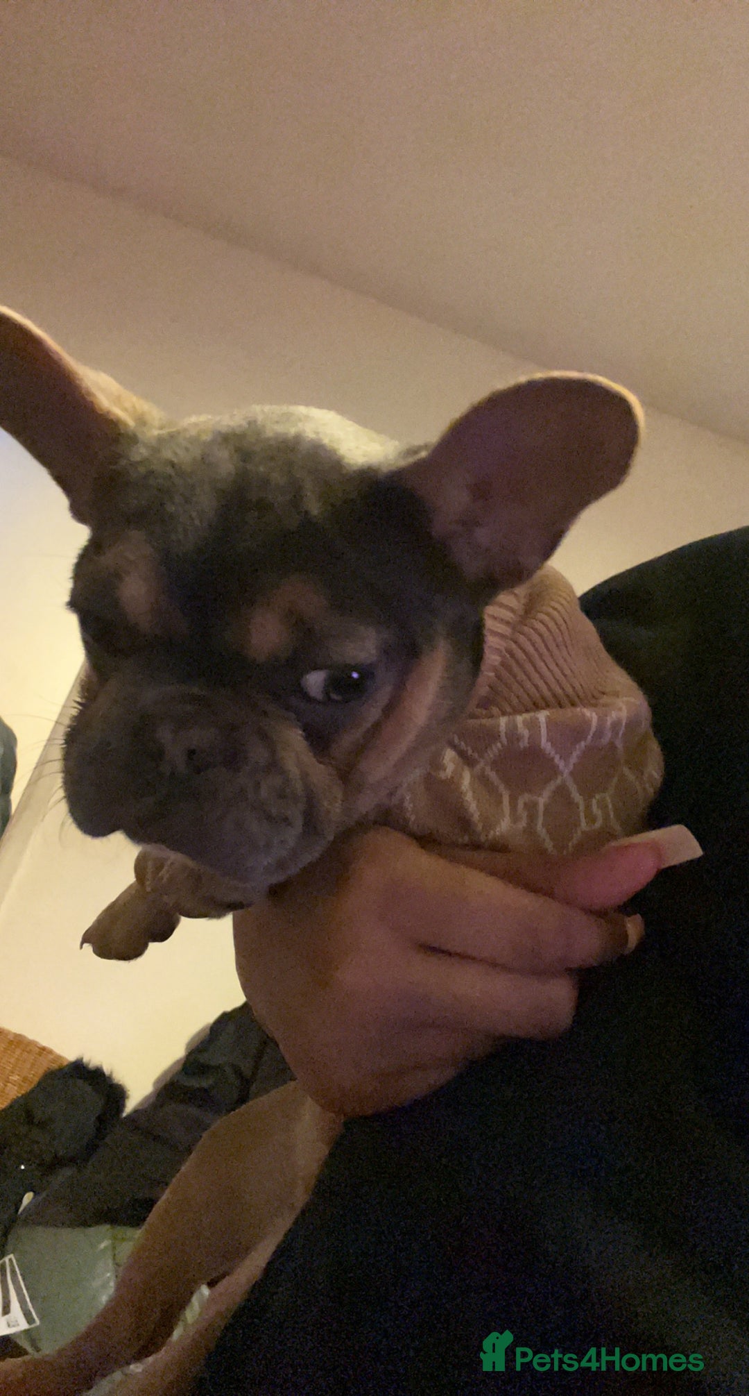 French Bulldog dogs for sale: Delilah  - Advert 3