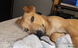 Mixed Breed dogs for sale: Rottweiler x staffy x husky  - Image 1