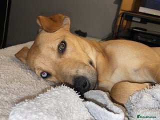 Mixed Breed dogs - Advert 15