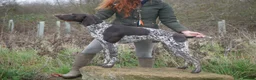 German Shorthaired Pointer dogs for sale: gsp pups - Advert 5