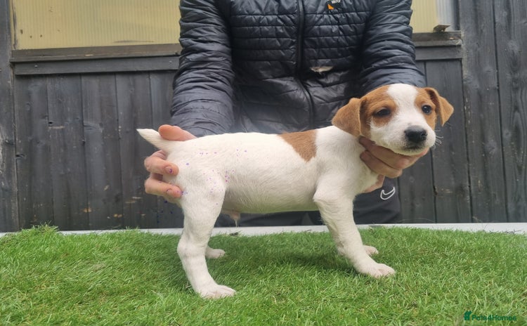 Jack Russell dogs - Advert 1