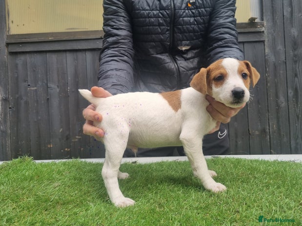 Jack Russell dogs - Advert 1